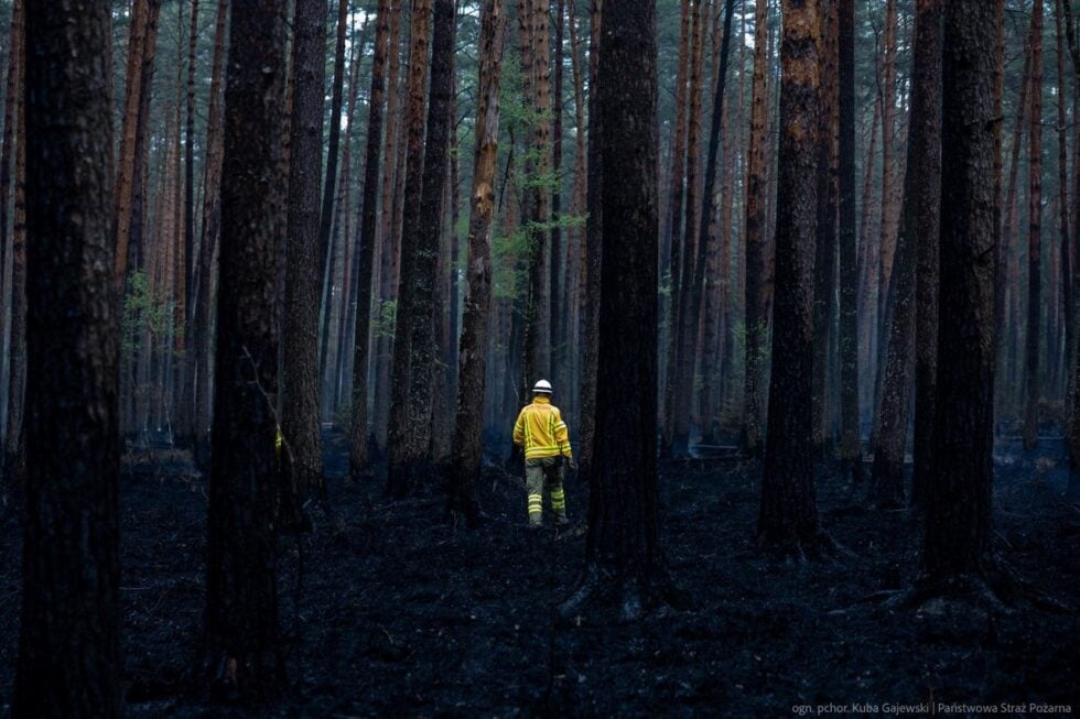 Firefighter in yellow turnout gear stands in a smoke-filled pine forest, seen from behind.