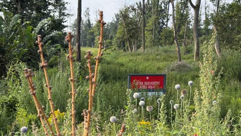 Widok na użytek ekologiczny „Rzeka Mała”.