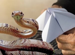 Papierowa gra (origami) piekło-niebo w dłoniach starszej osoby, po lewej spoglądający w kamerę wąż